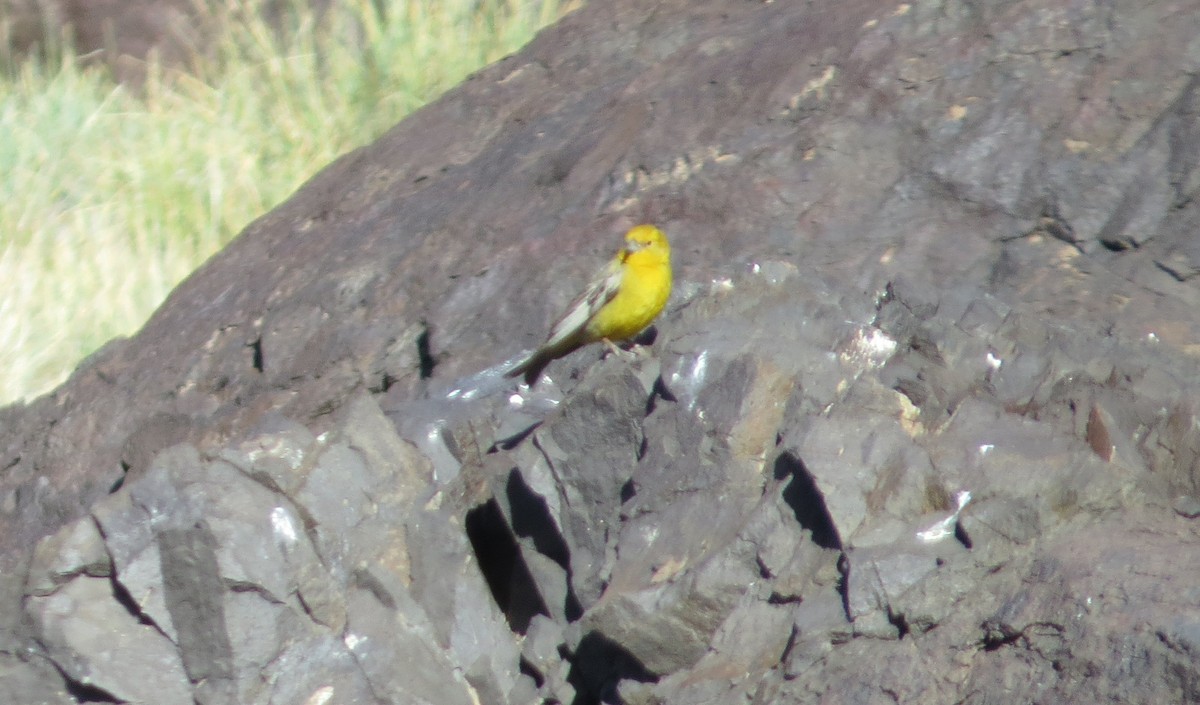 Greater Yellow-Finch - ML629667119