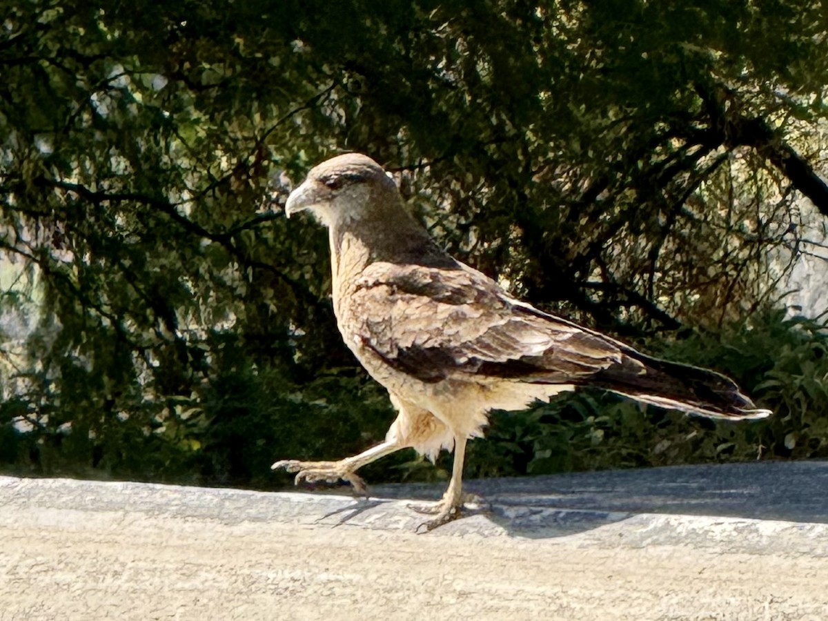 Chimango Caracara - ML629667274