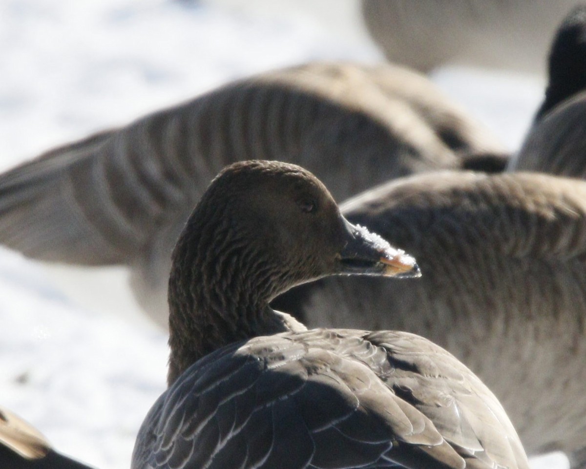 Tundra Bean-Goose - ML629667755
