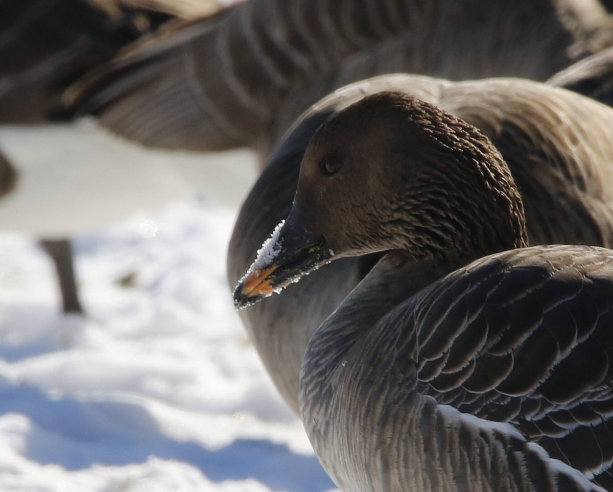 Tundra Bean-Goose - ML629667756