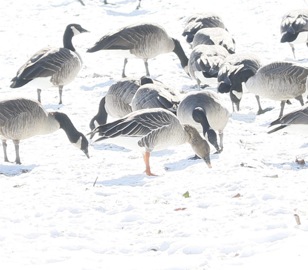 Tundra Bean-Goose - ML629667757