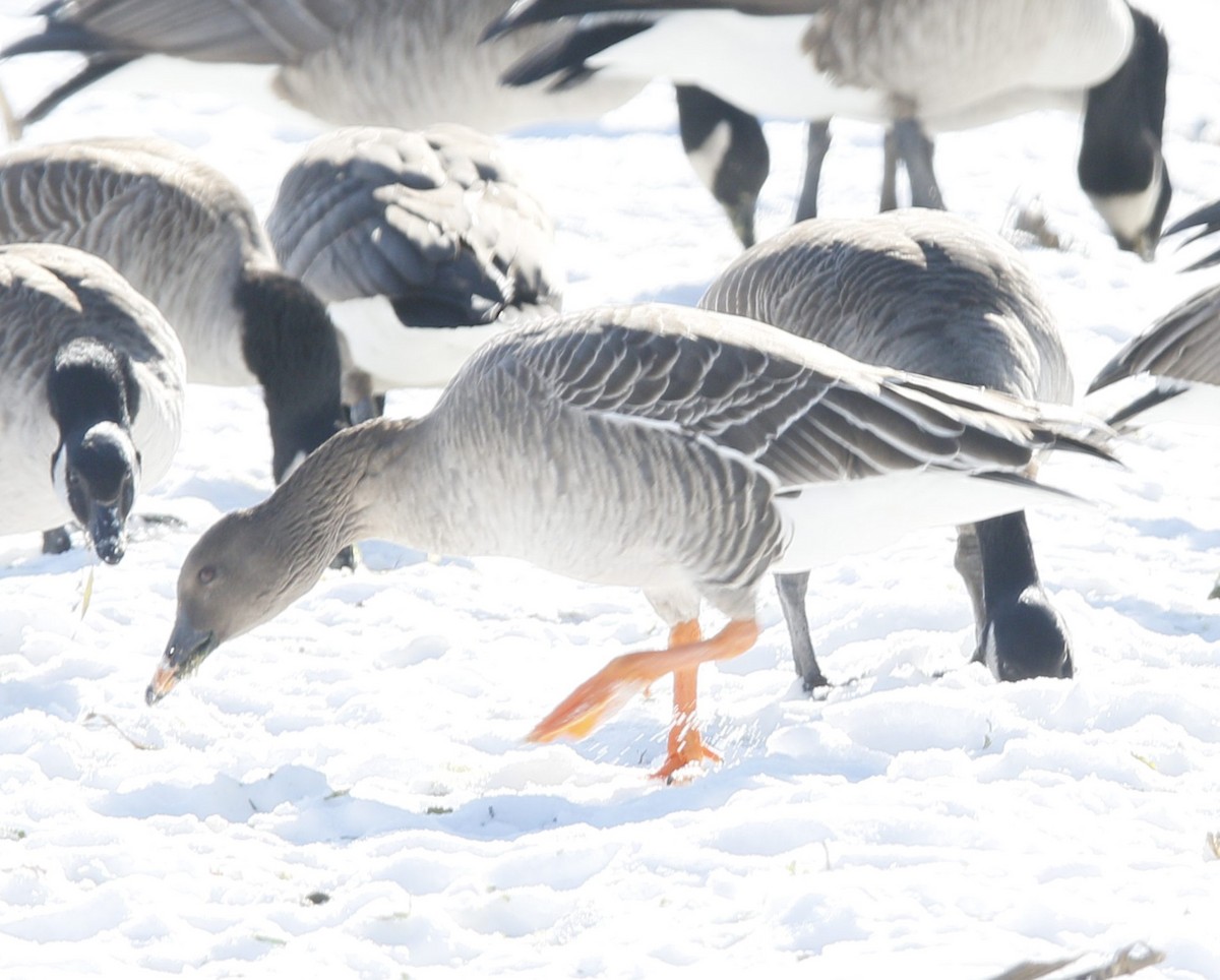 Tundra Bean-Goose - ML629667758