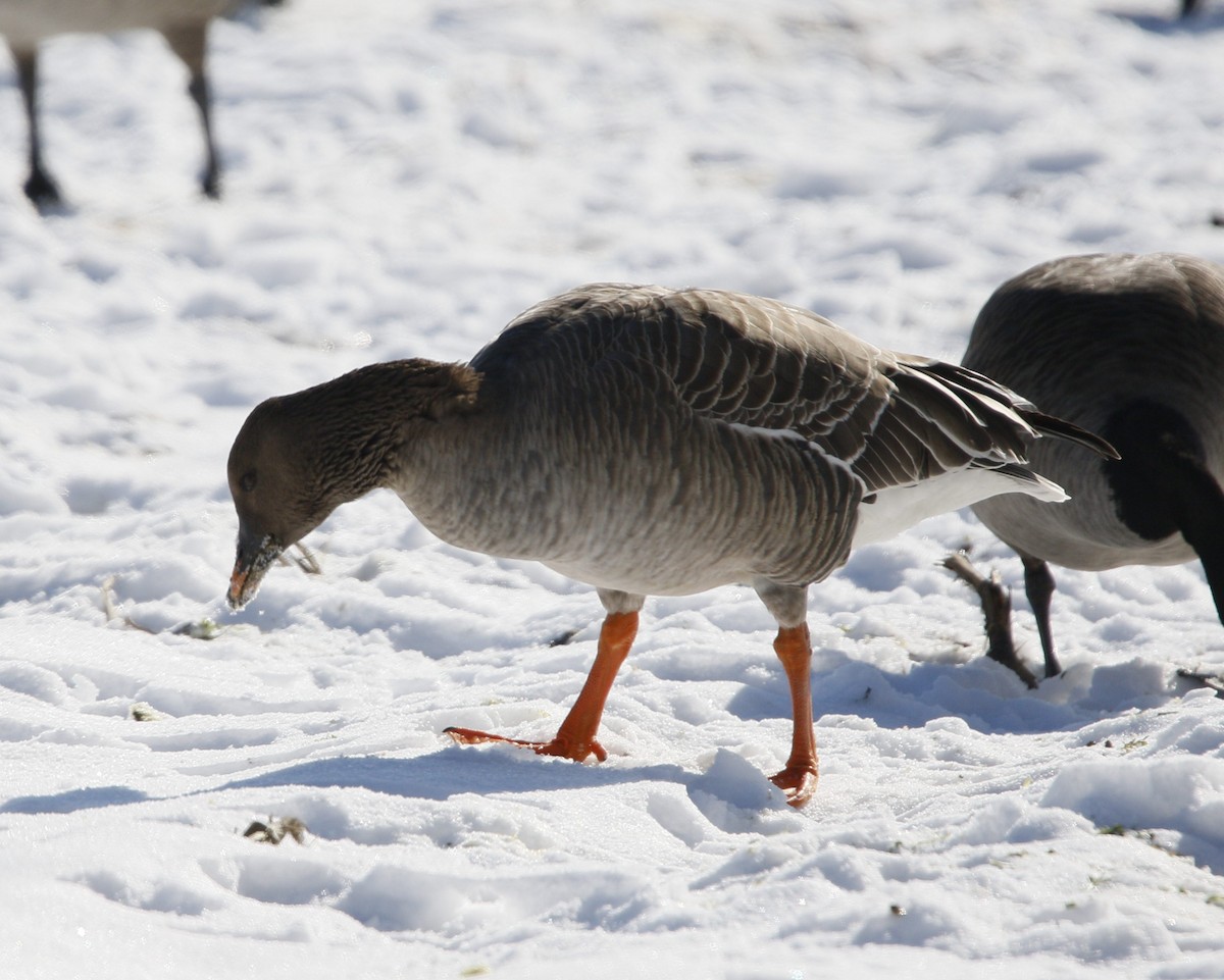 Tundra Bean-Goose - ML629667779