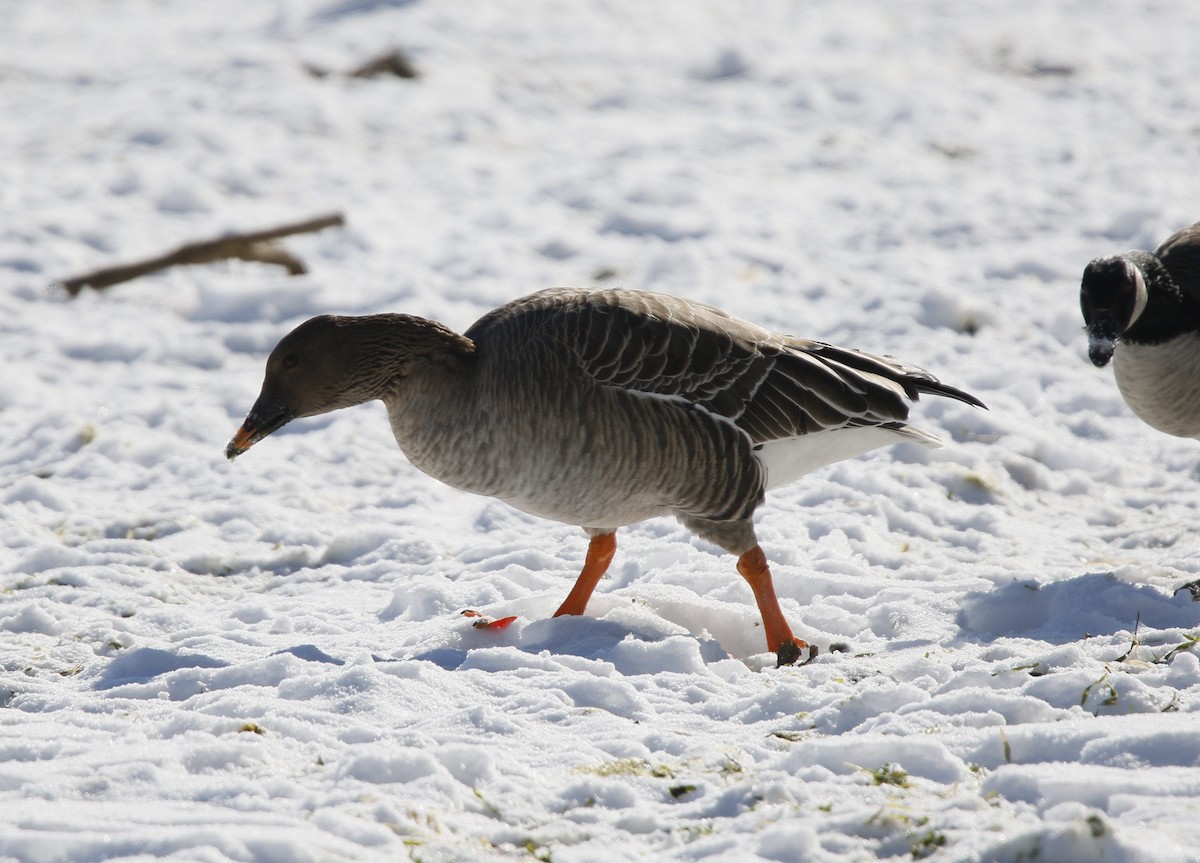 Tundra Bean-Goose - ML629667780