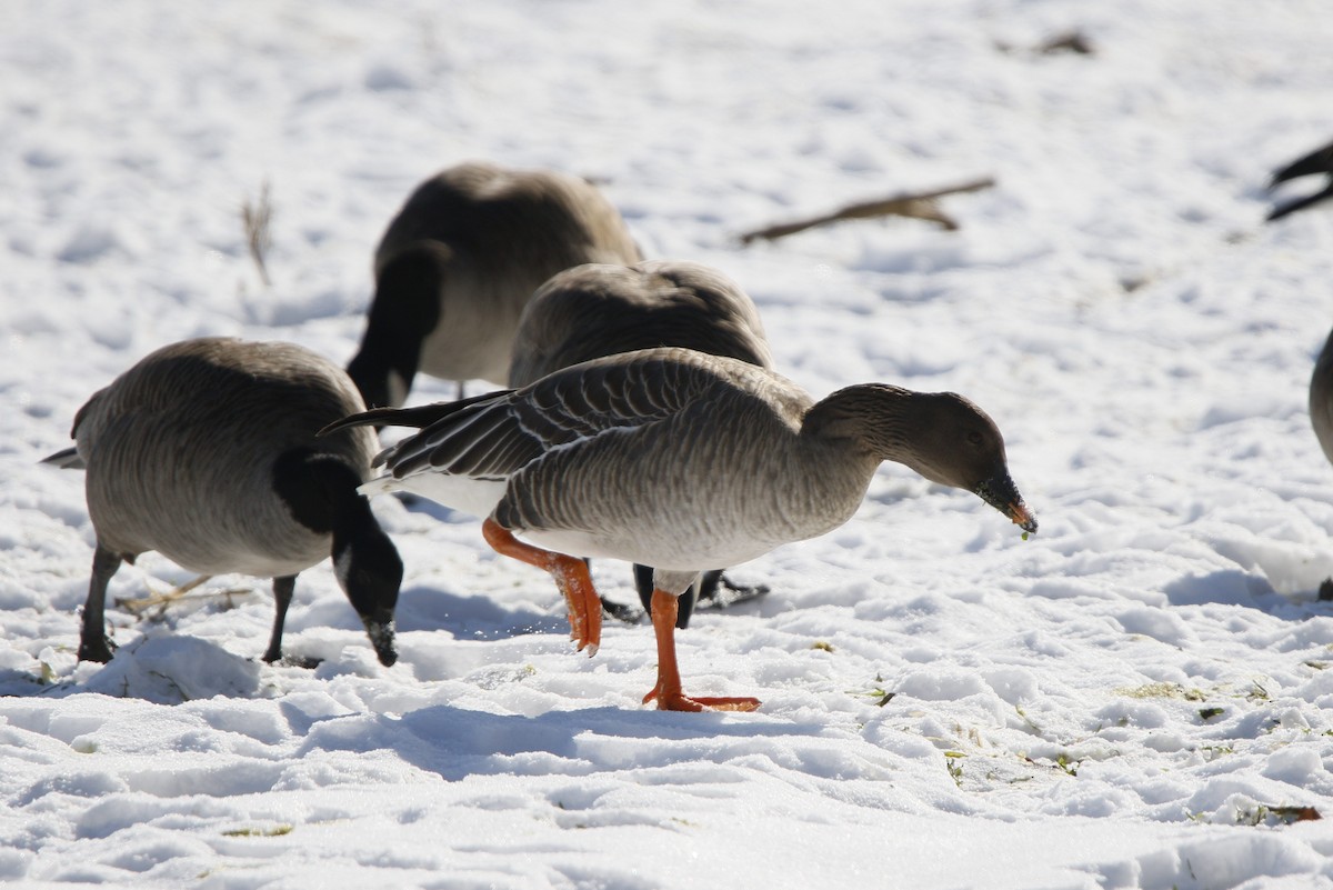 Tundra Bean-Goose - ML629667782