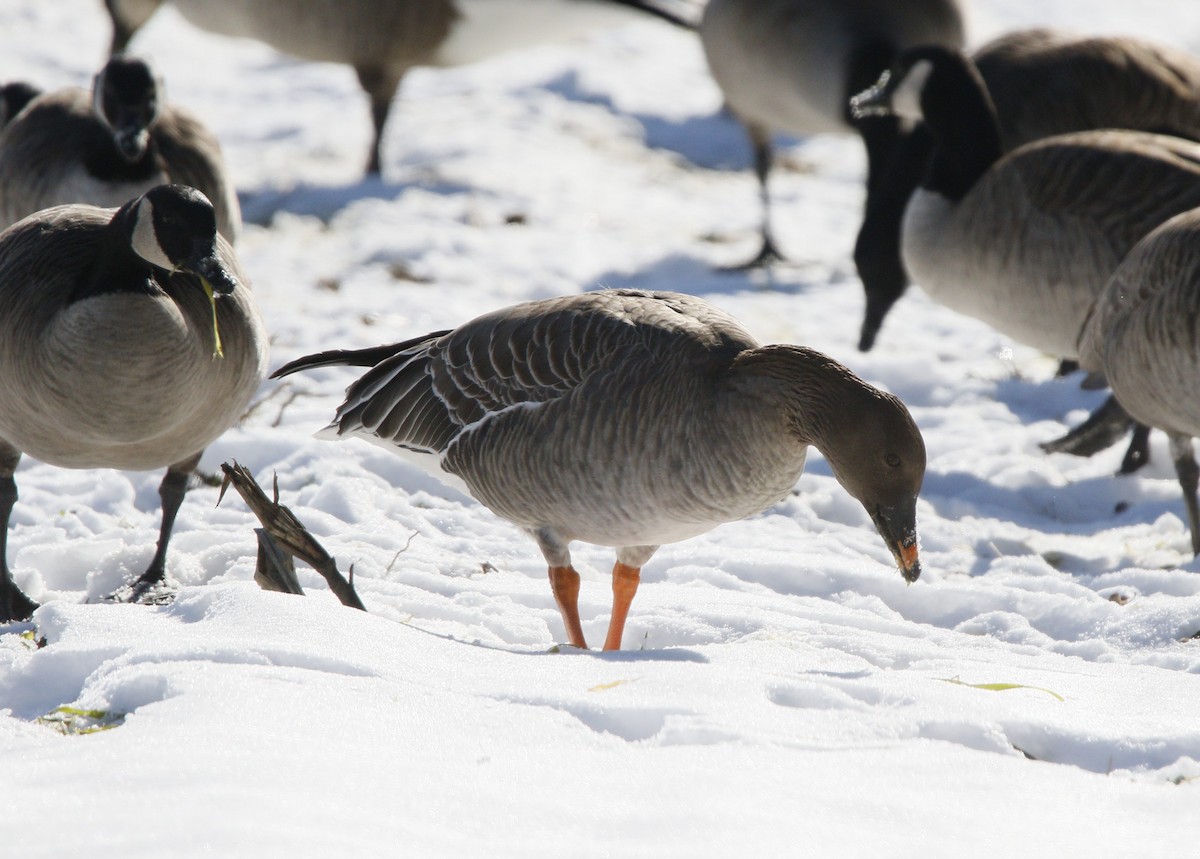 Tundra Bean-Goose - ML629667783