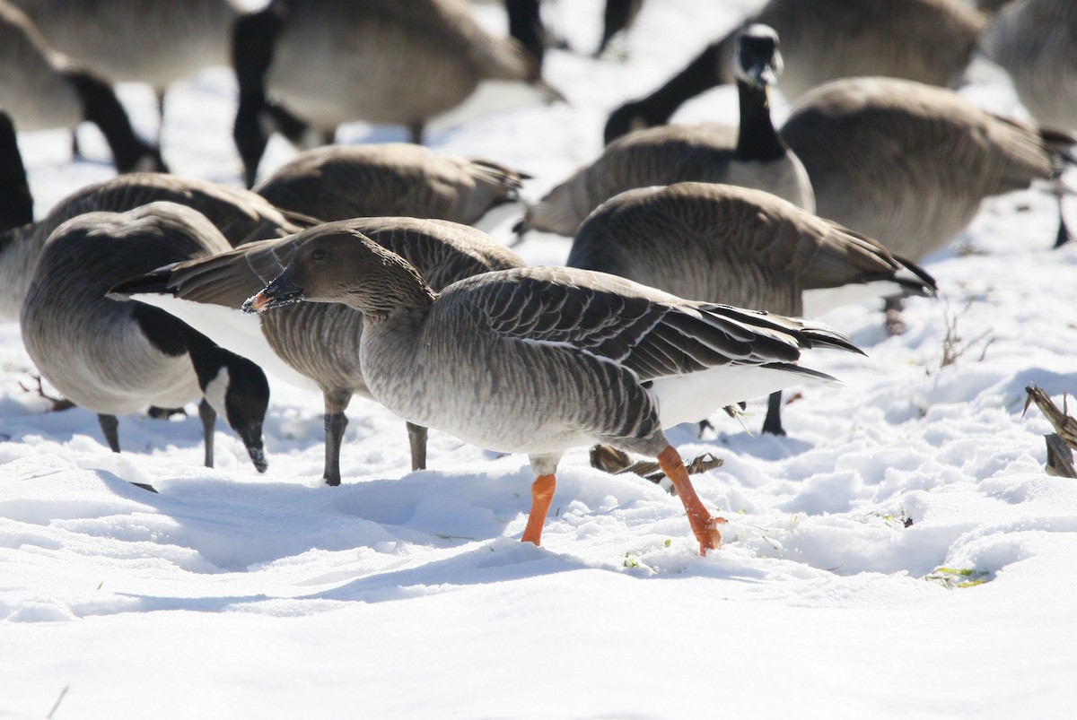 Tundra Bean-Goose - ML629667784