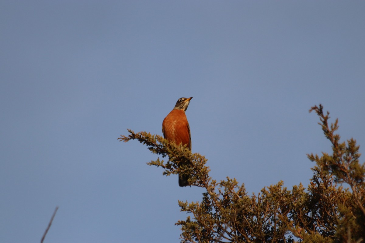American Robin - ML629667939