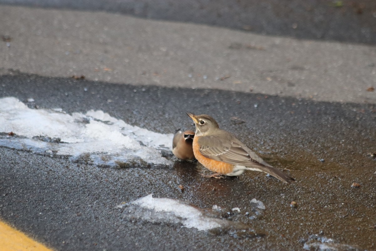 American Robin - ML629667962