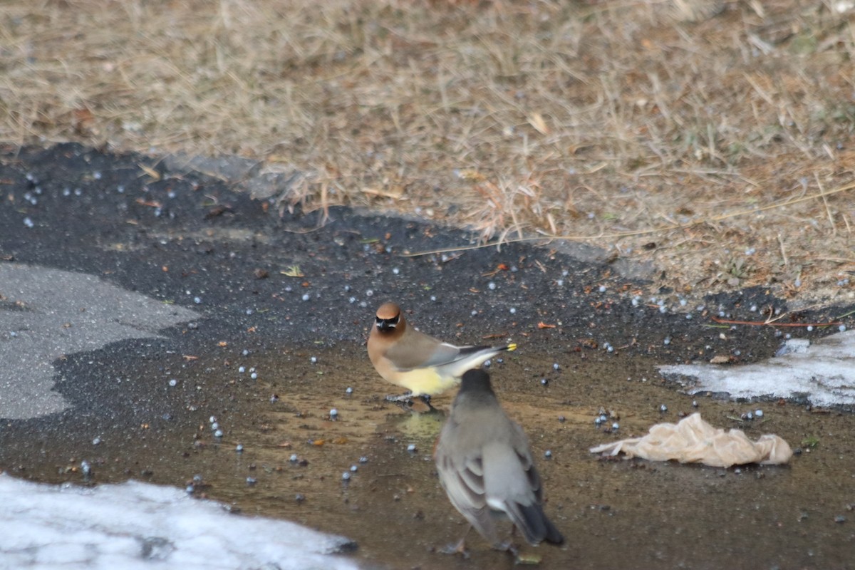 Cedar Waxwing - ML629668002