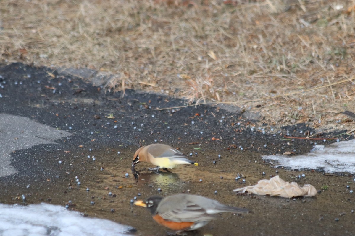 Cedar Waxwing - ML629668003