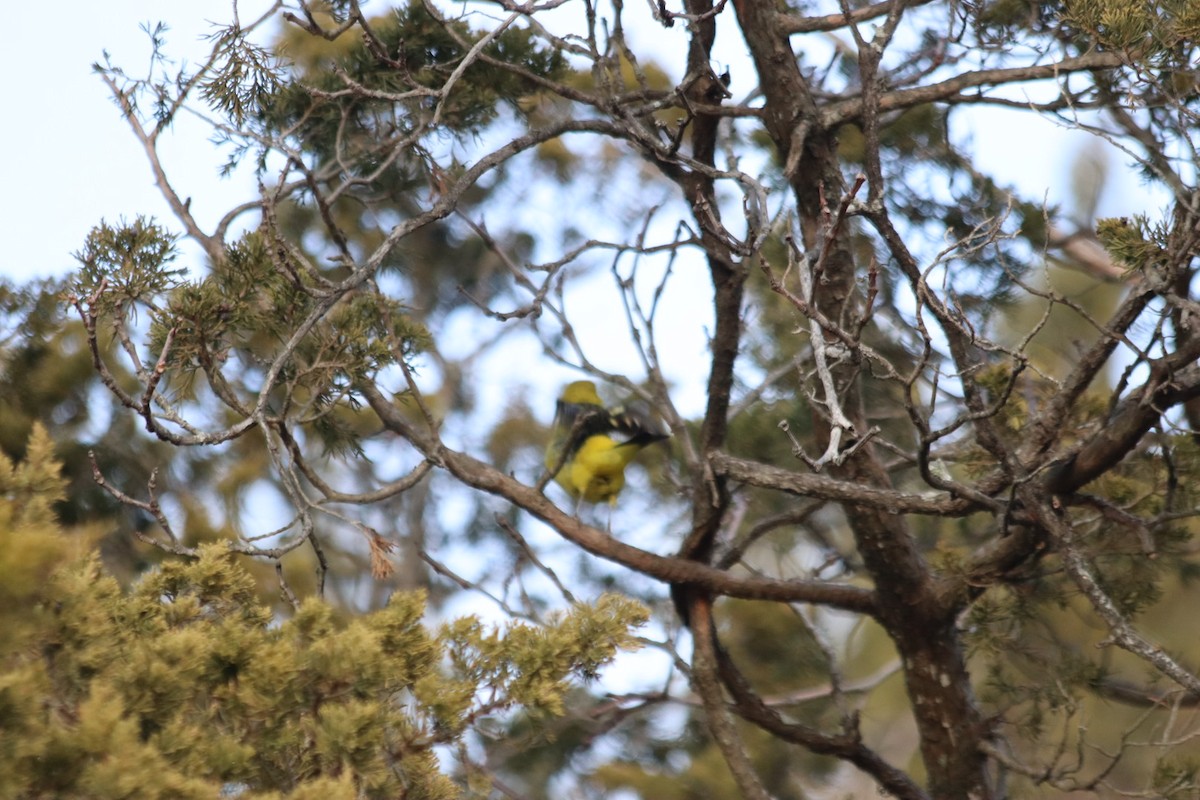 Western Tanager - ML629668020