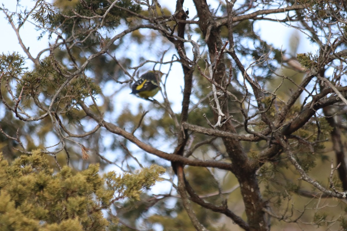 Western Tanager - ML629668021