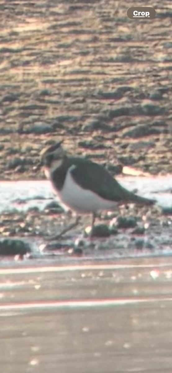 Northern Lapwing - ML629668026