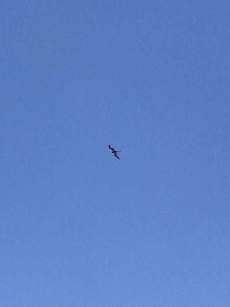 Magnificent Frigatebird - ML629668029