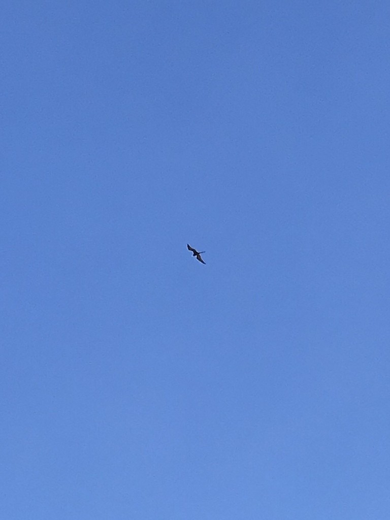 Magnificent Frigatebird - ML629668030