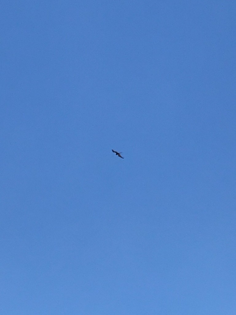 Magnificent Frigatebird - ML629668031