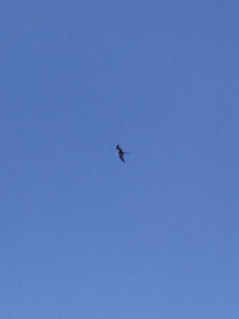 Magnificent Frigatebird - ML629668032