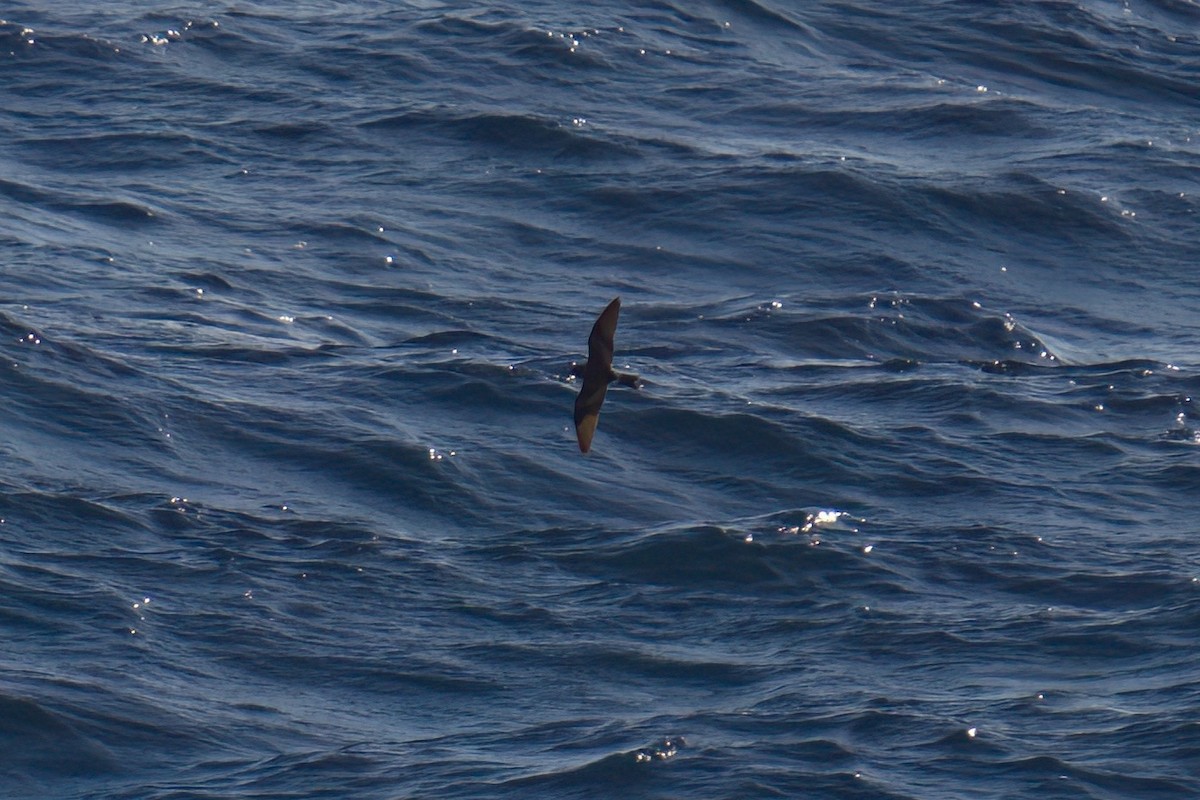 ub. stormsvale (Oceanitidae/Hydrobatidae sp.) - ML629668150