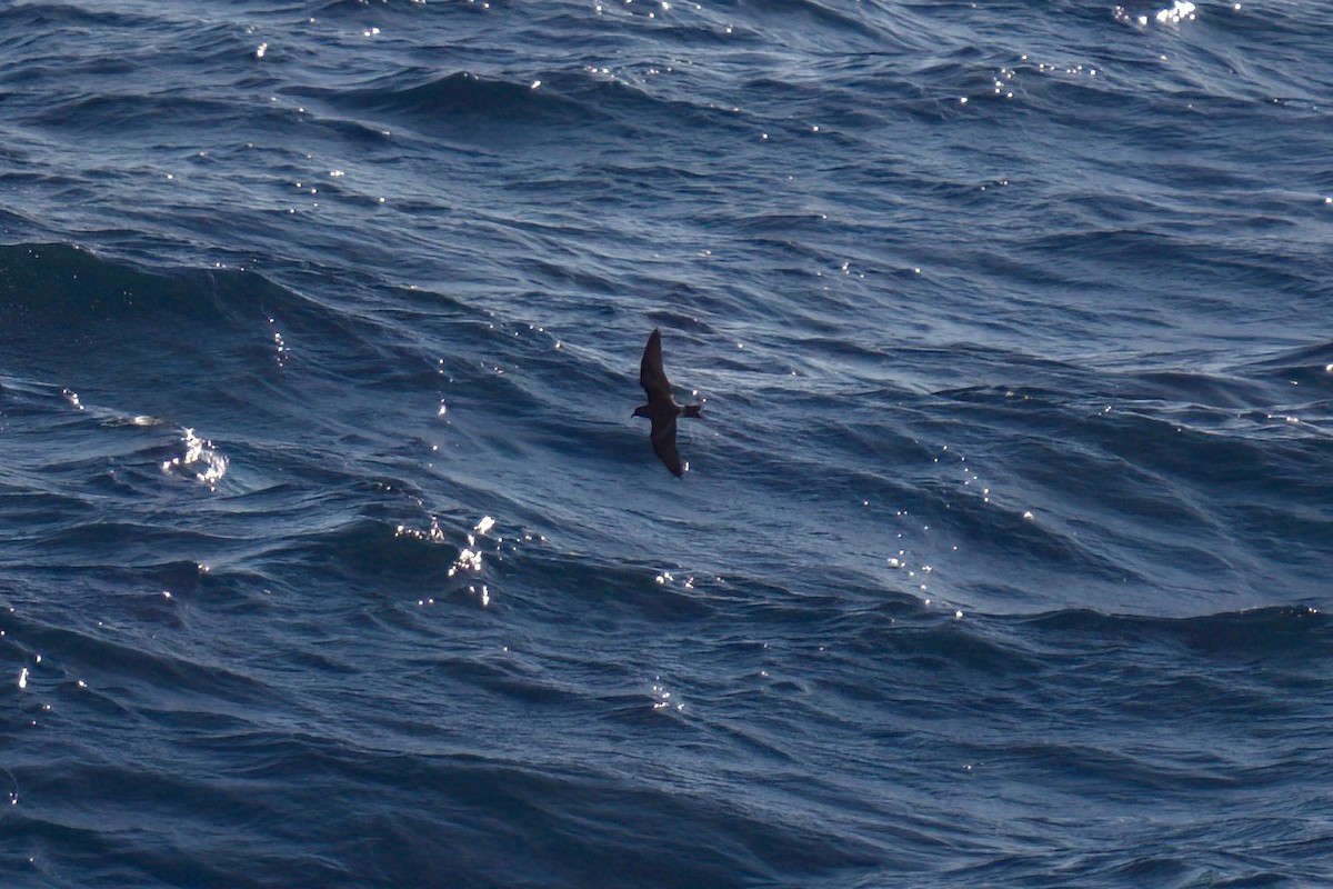 ub. stormsvale (Oceanitidae/Hydrobatidae sp.) - ML629668151