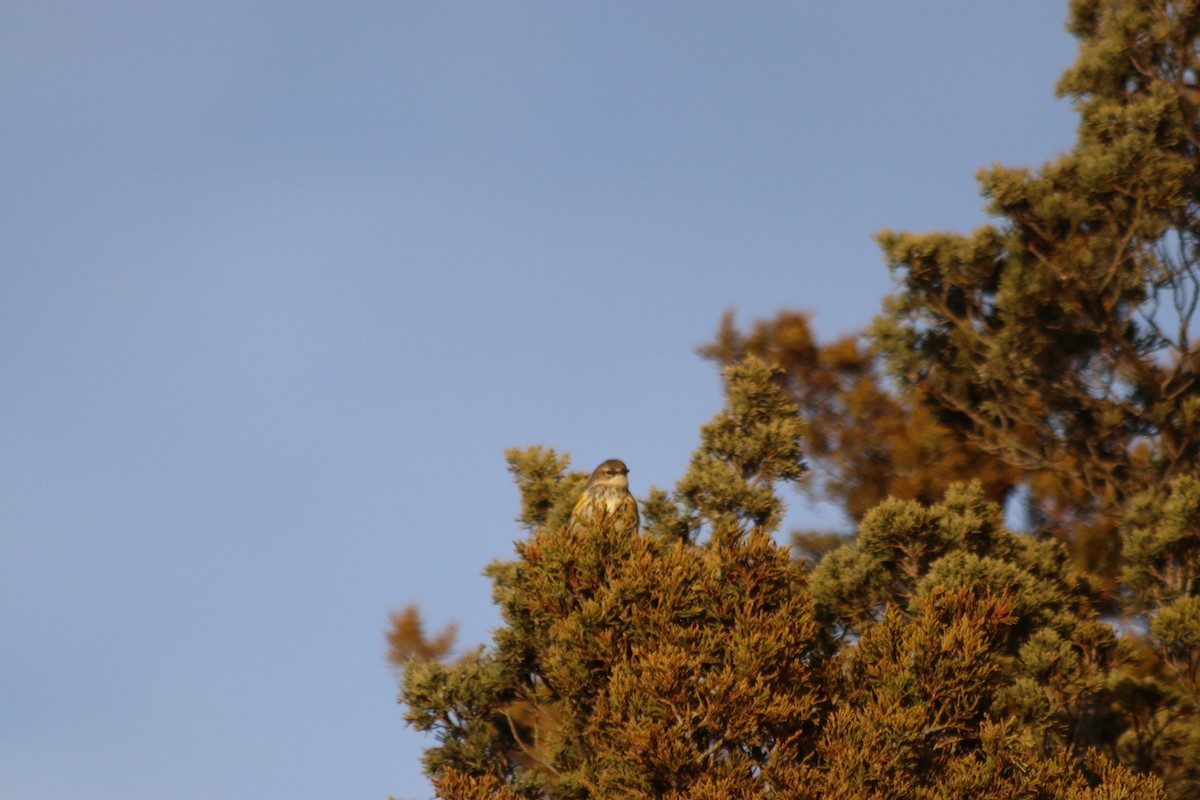 Yellow-rumped Warbler - ML629668165