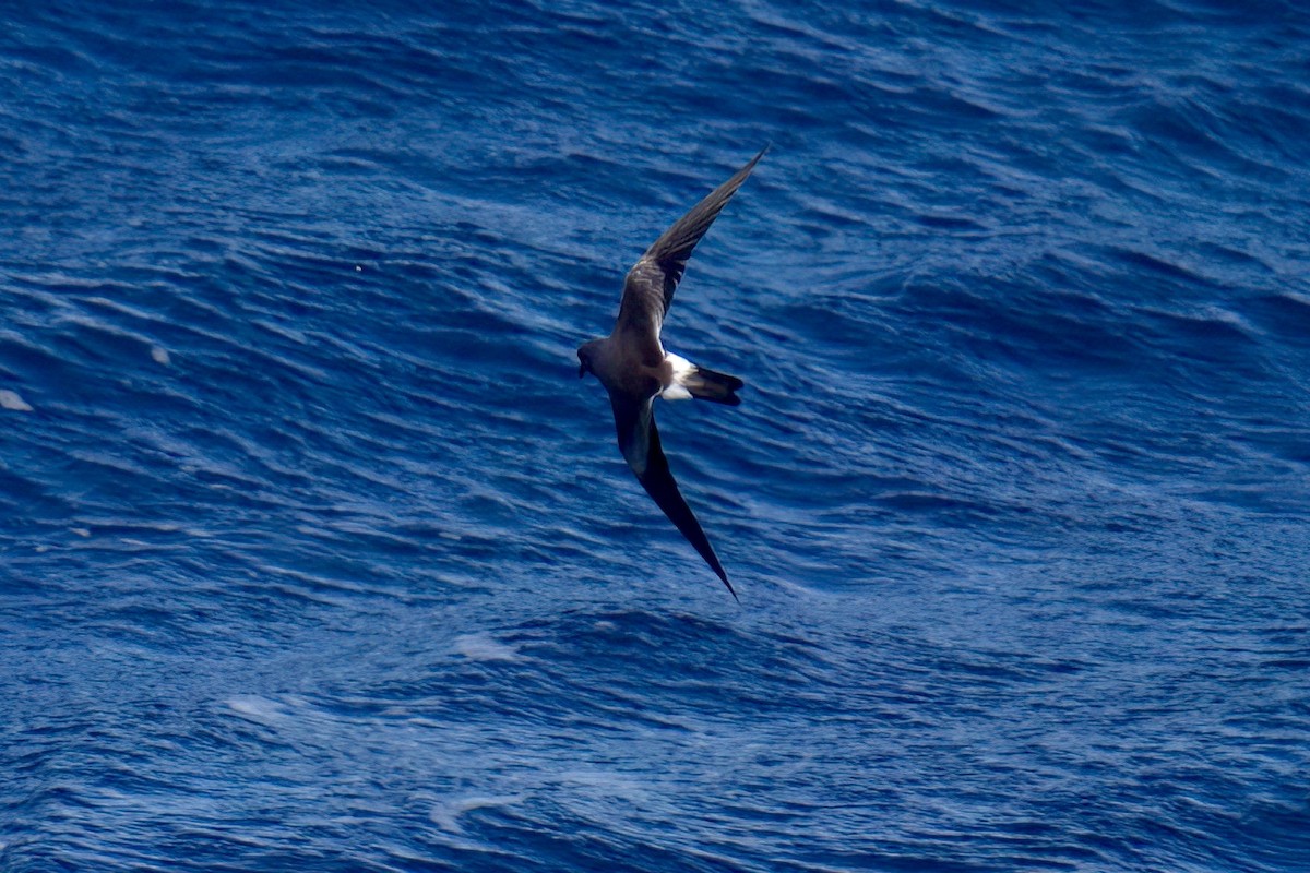 ub. stormsvale (Oceanitidae/Hydrobatidae sp.) - ML629668367