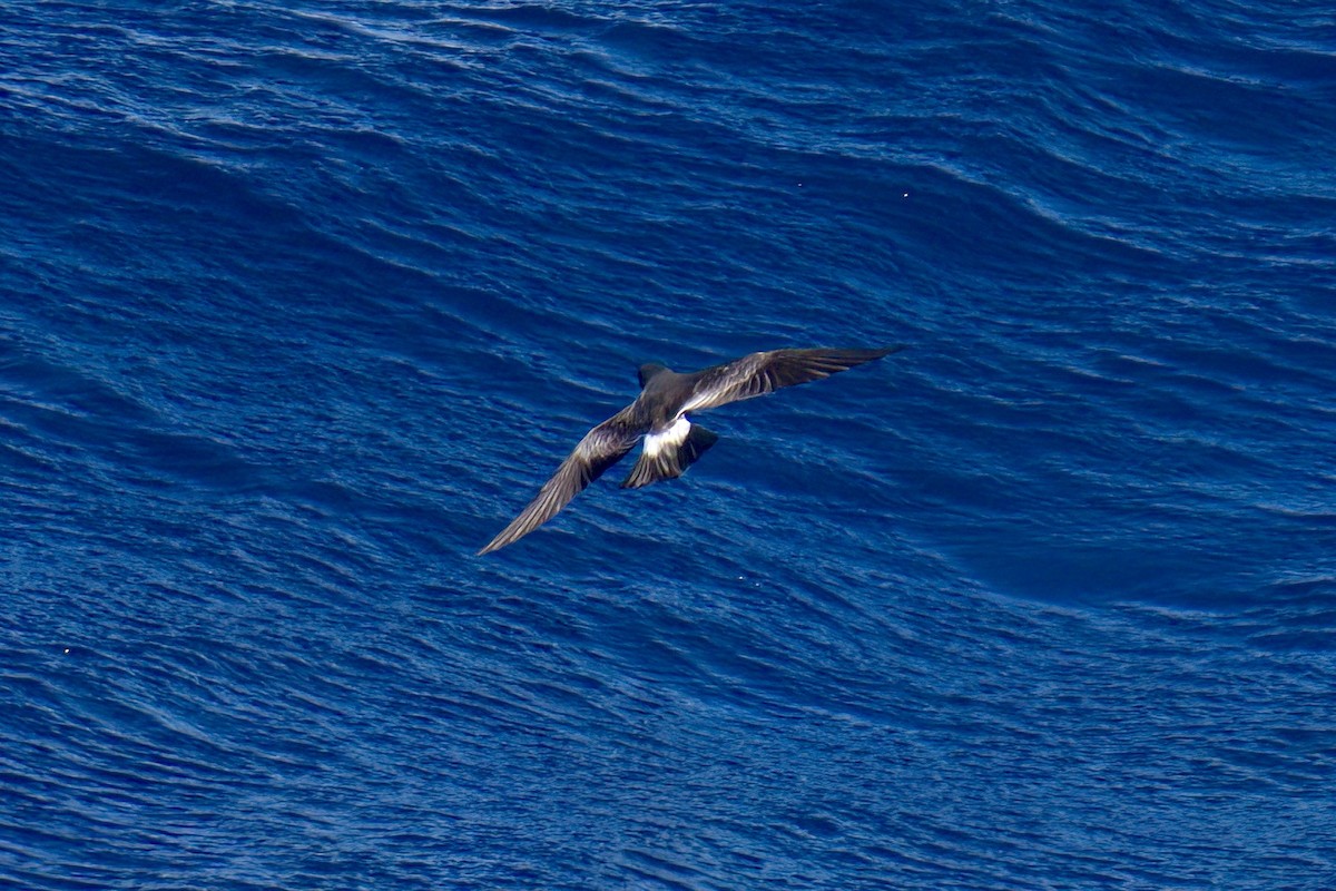 ub. stormsvale (Oceanitidae/Hydrobatidae sp.) - ML629668368