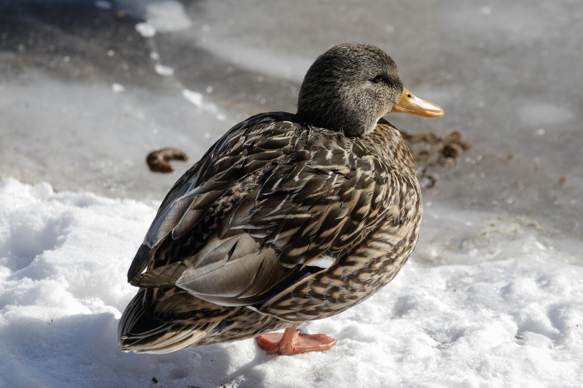 Mallard - ML629668402