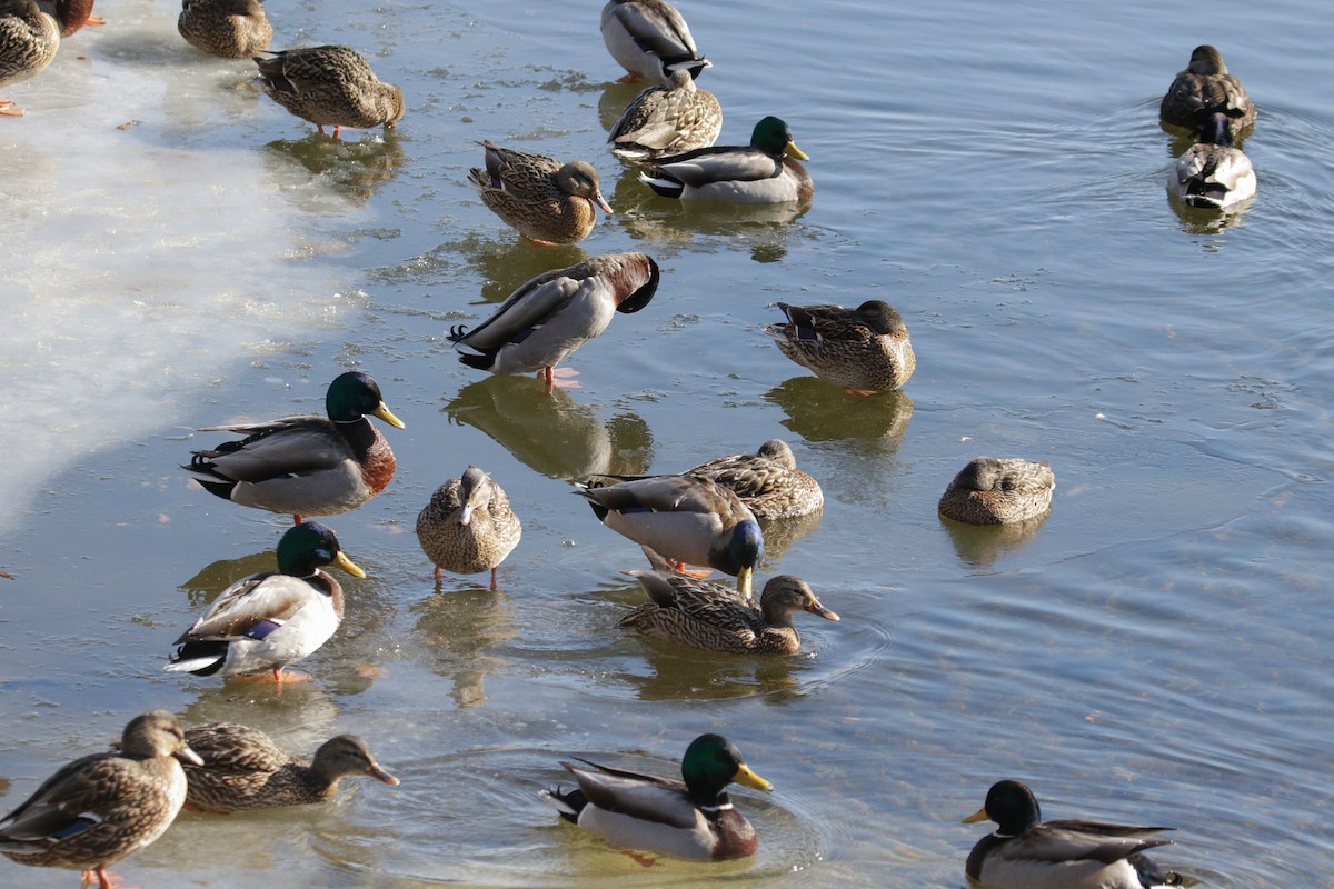 Mallard - ML629668404