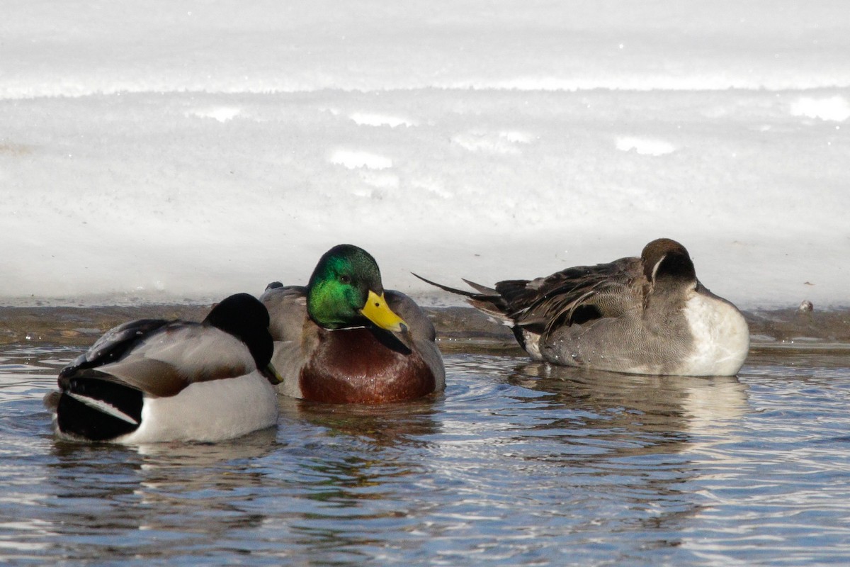 Northern Pintail - ML629668411