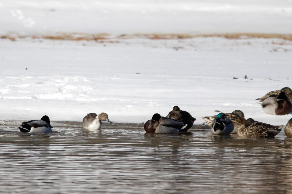 Northern Pintail - ML629668412