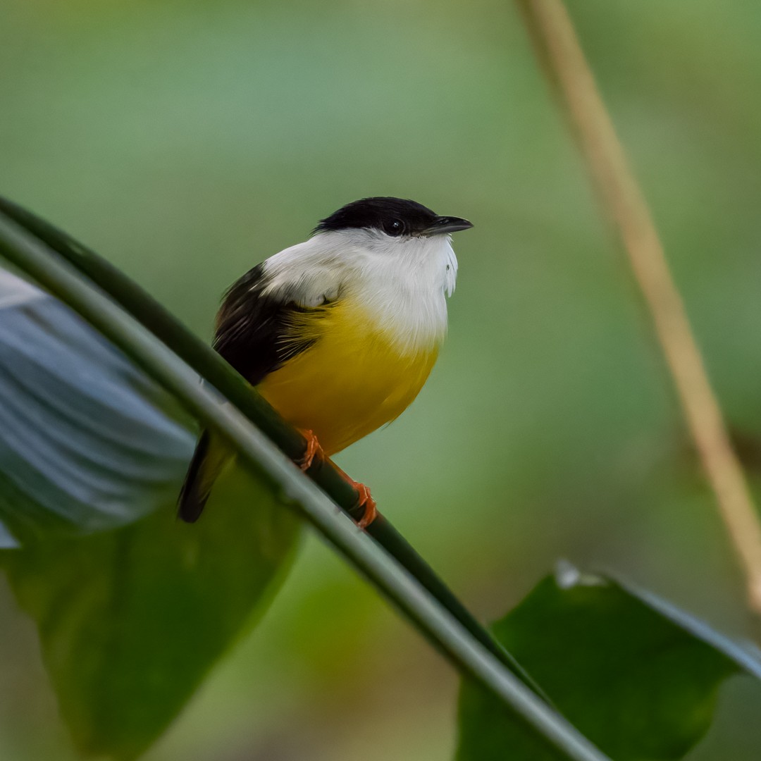White-collared Manakin - ML629668672