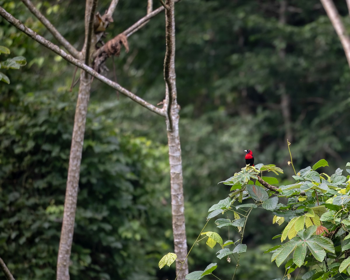 Crimson-collared Tanager - ML629668727