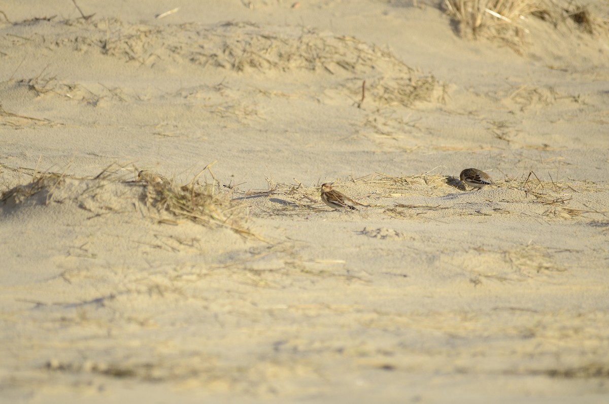 Цасч хөмрөг - ML629668924