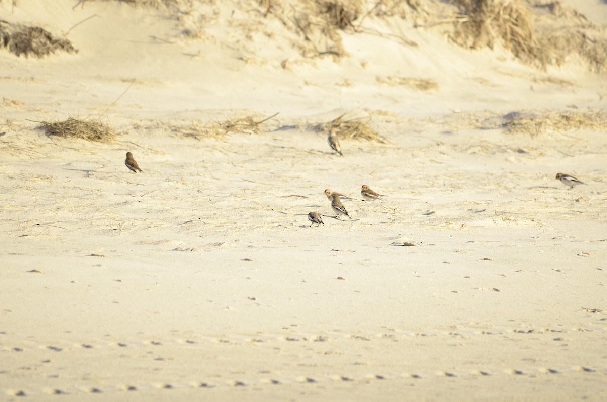 Цасч хөмрөг - ML629668926