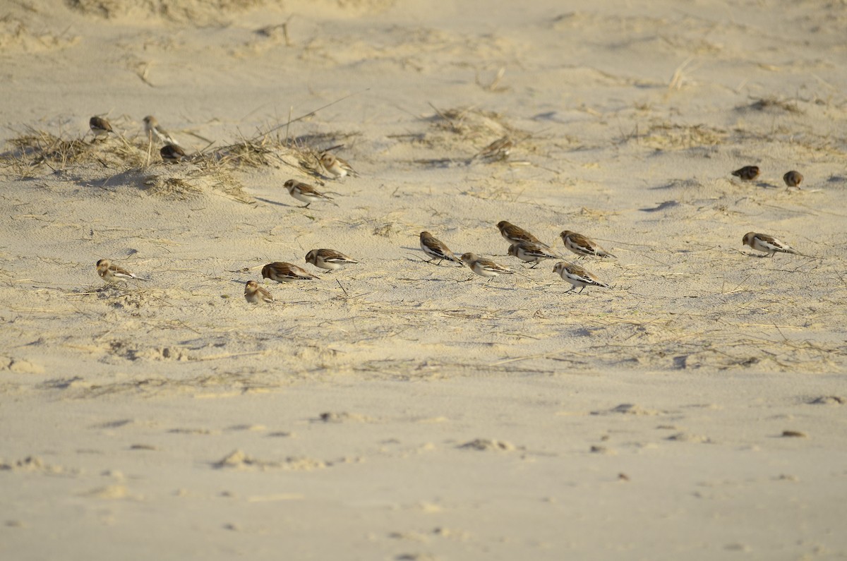 Цасч хөмрөг - ML629668927