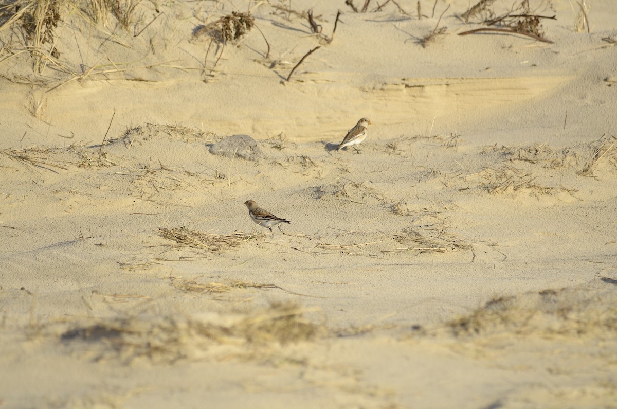 Цасч хөмрөг - ML629668928