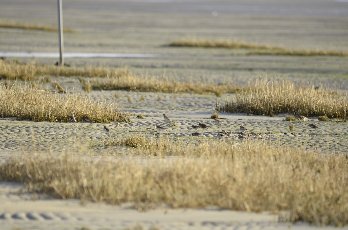 Цасч хөмрөг - ML629668929