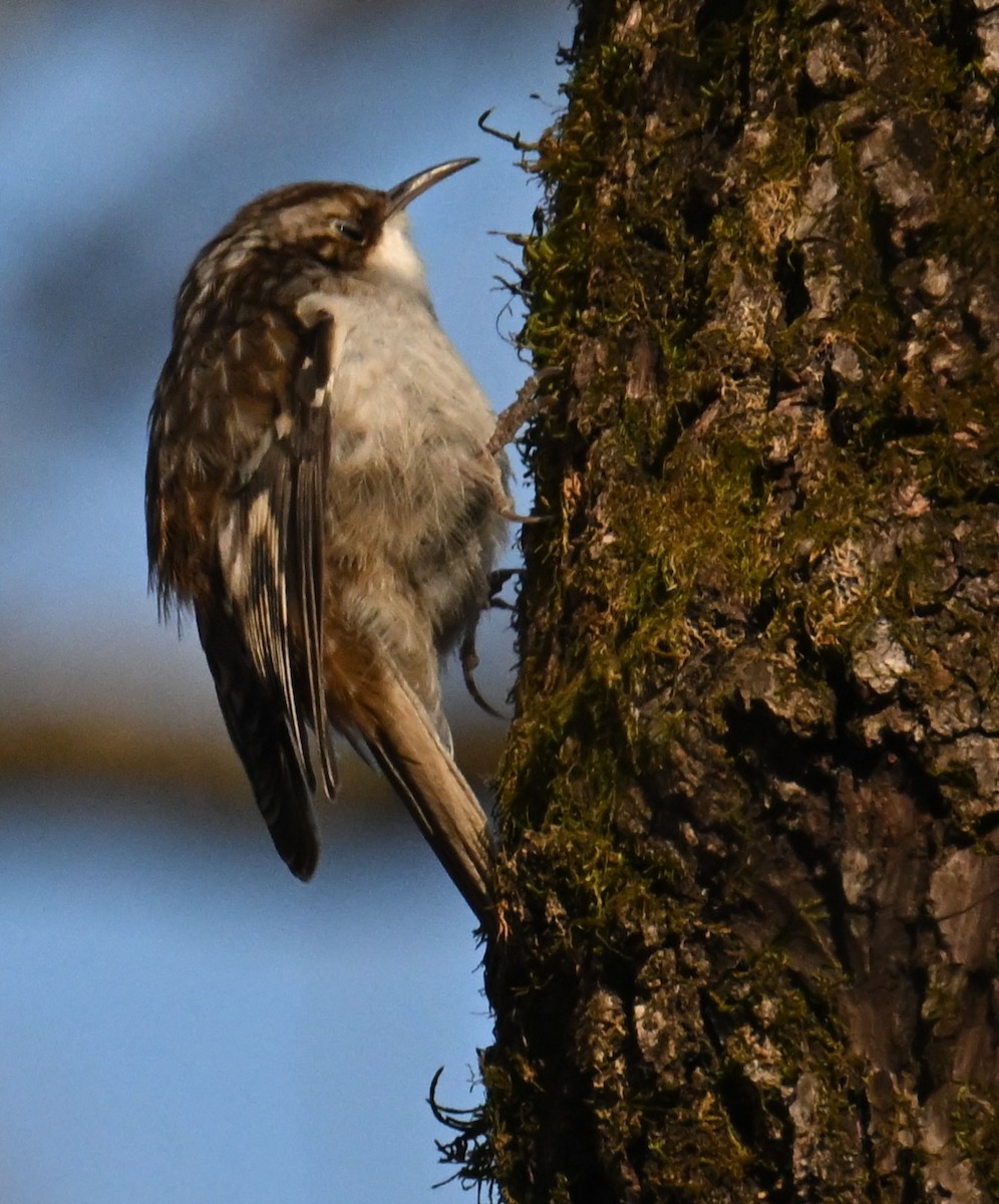 Brown Creeper - ML629669061