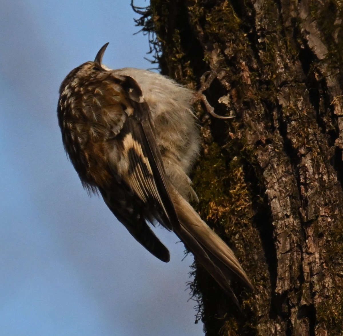 Brown Creeper - ML629669062
