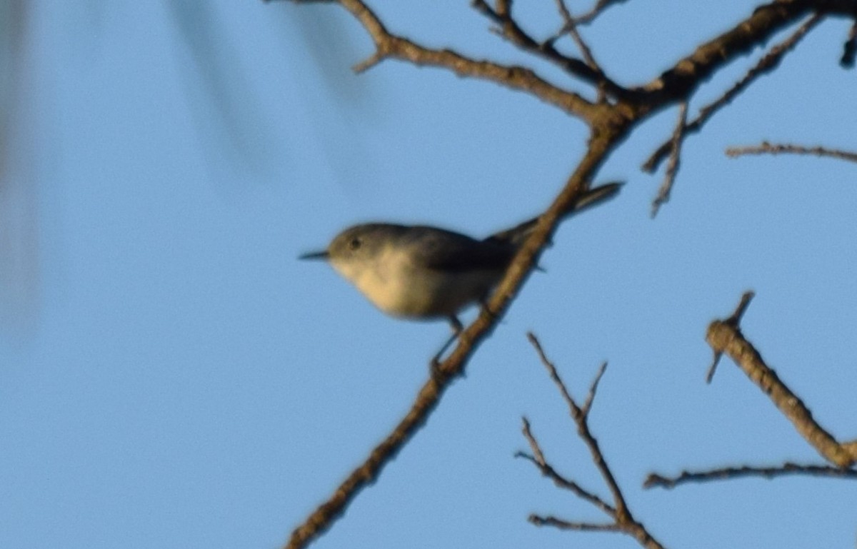 Blue-gray Gnatcatcher - ML629669183