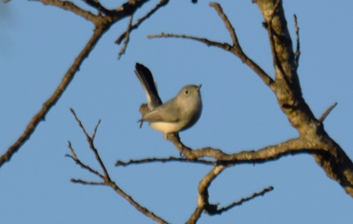 Blue-gray Gnatcatcher - ML629669184