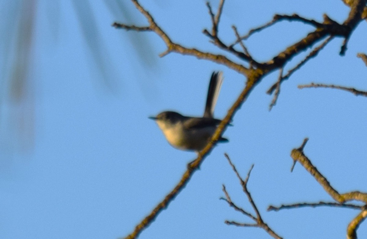 Blue-gray Gnatcatcher - ML629669185