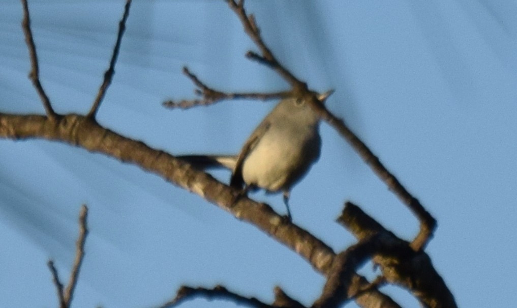 Blue-gray Gnatcatcher - ML629669186