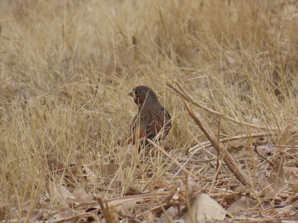 Fox Sparrow (Red) - ML629669301