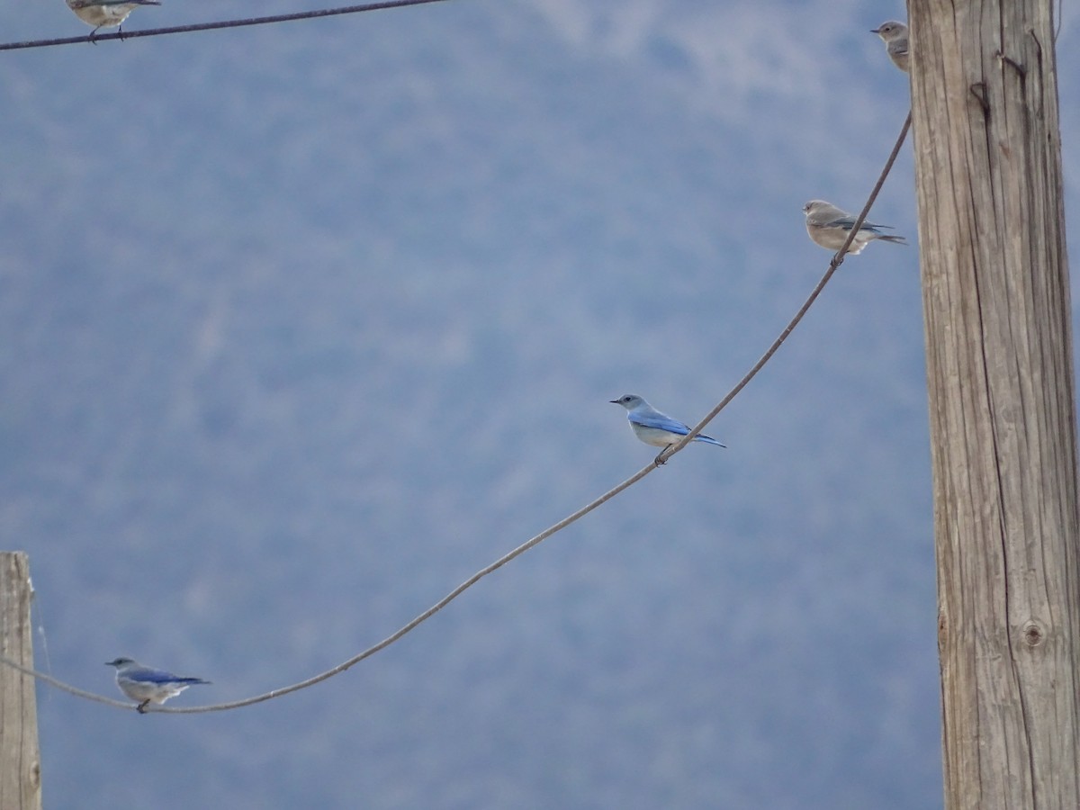 Mountain Bluebird - ML629669310