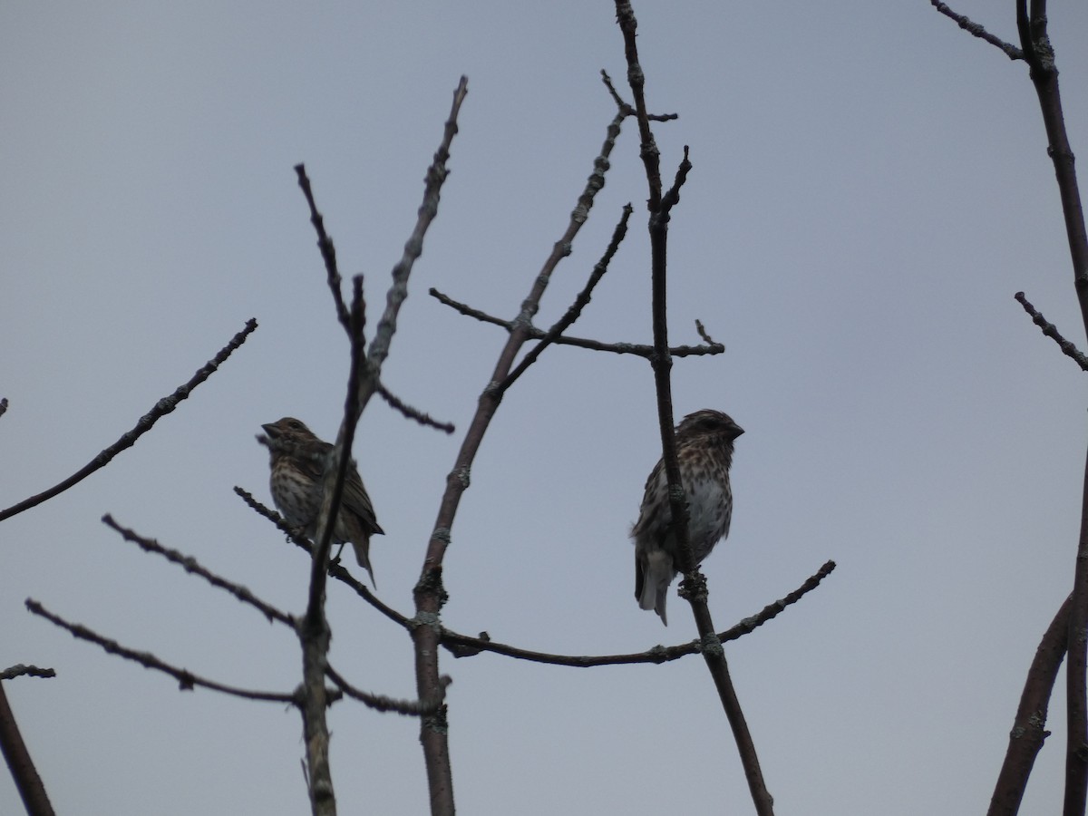 Purple Finch - ML629669359