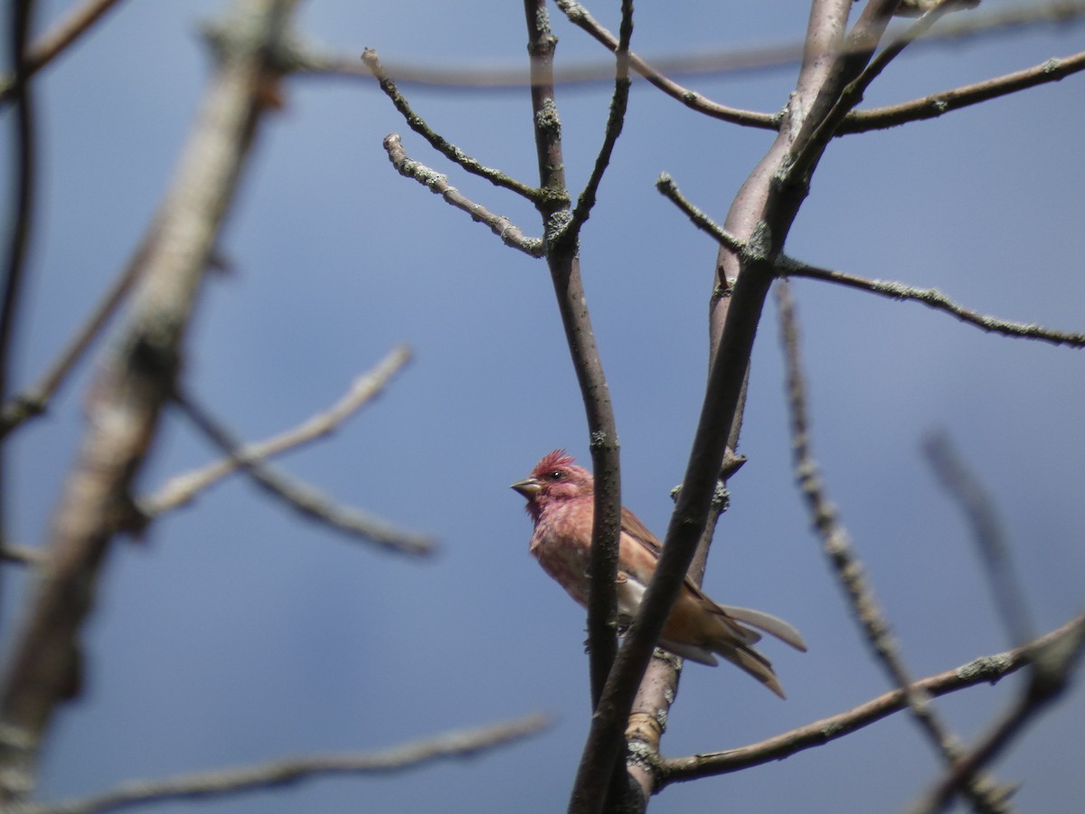 Purple Finch - ML629669360