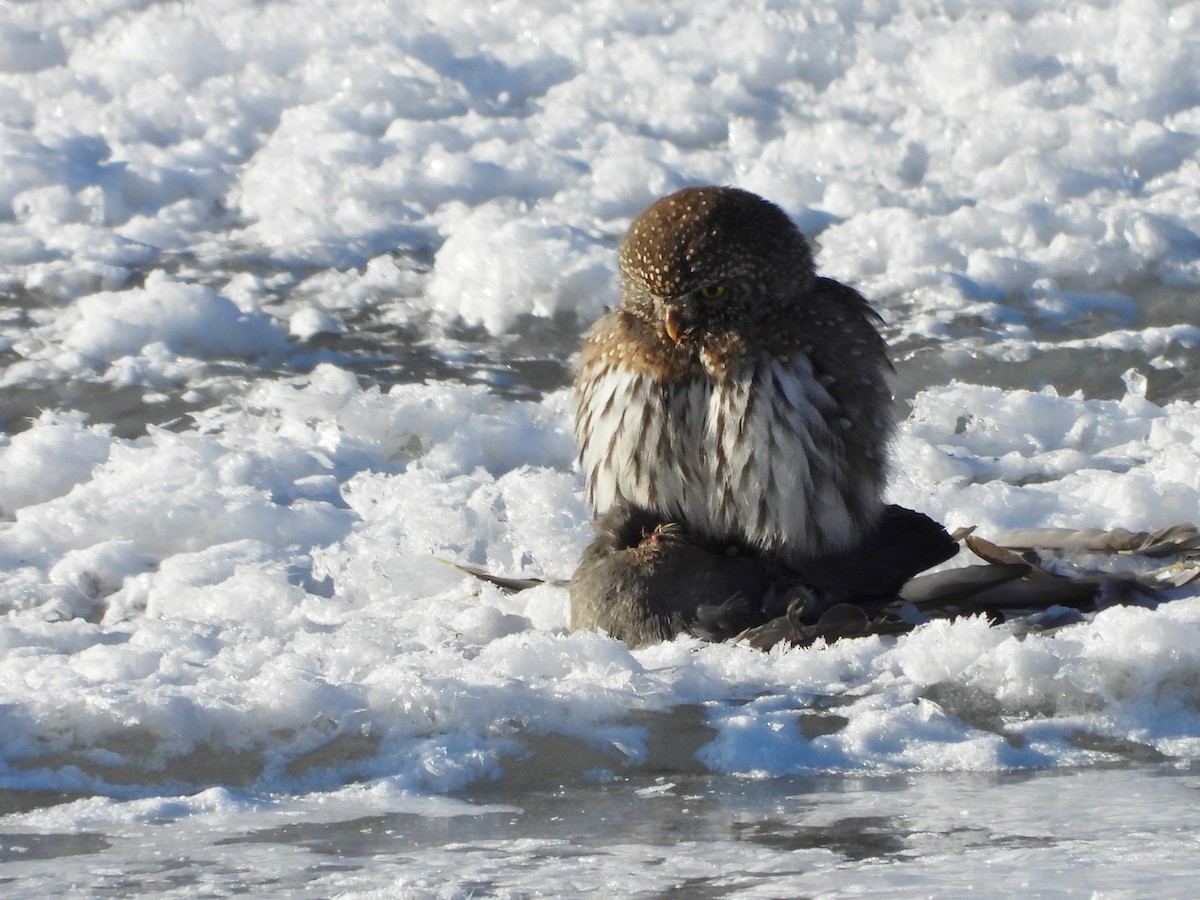 Northern Pygmy-Owl - ML629669388