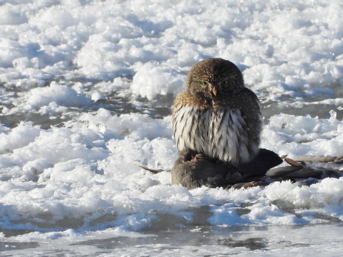 Northern Pygmy-Owl - ML629669401